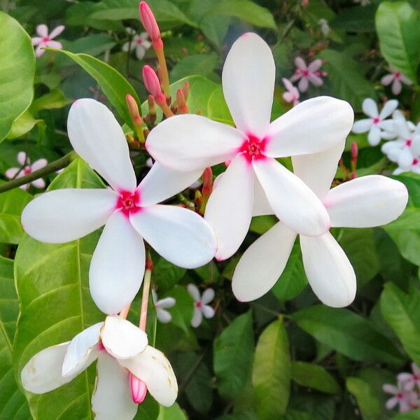 Kopsia fruticosa Flower