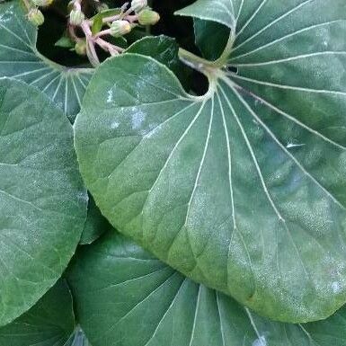 Farfugium japonicum Leaf