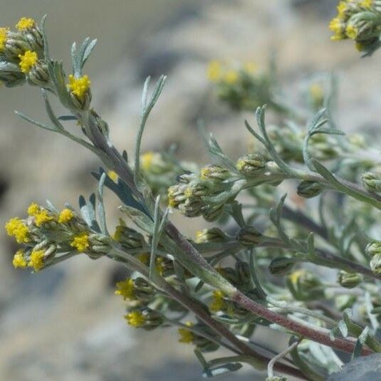 Artemisia genipi ফুল