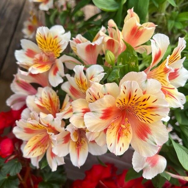 Alstroemeria ligtu Flors