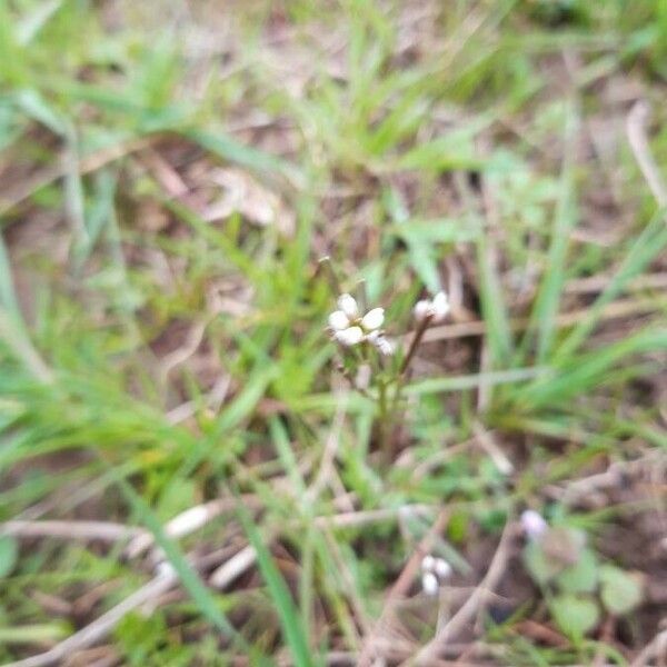 Cardamine parviflora Flor