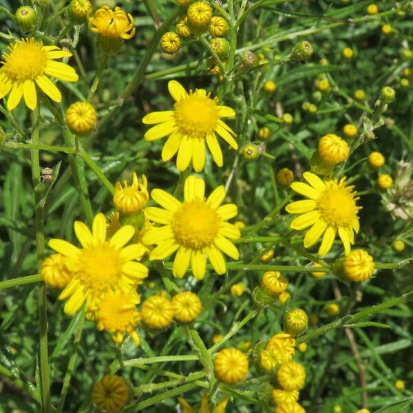 Senecio pterophorus Flower