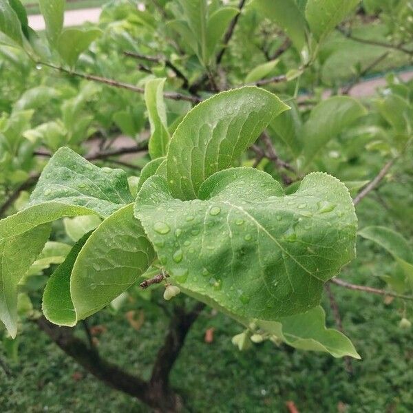 Euonymus hamiltonianus Yaprak