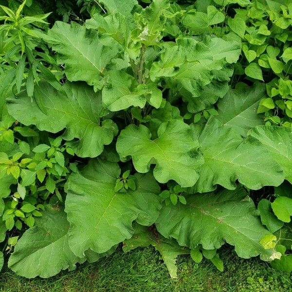 Arctium lappa Hábito