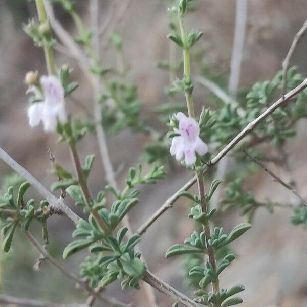 Satureja cuneifolia Flor