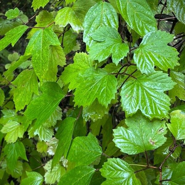 Viburnum acerifolium List