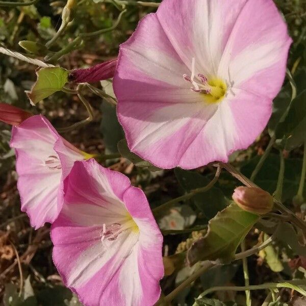 Convolvulus arvensis Blüte