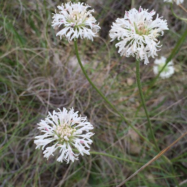 Marshallia caespitosa Fleur