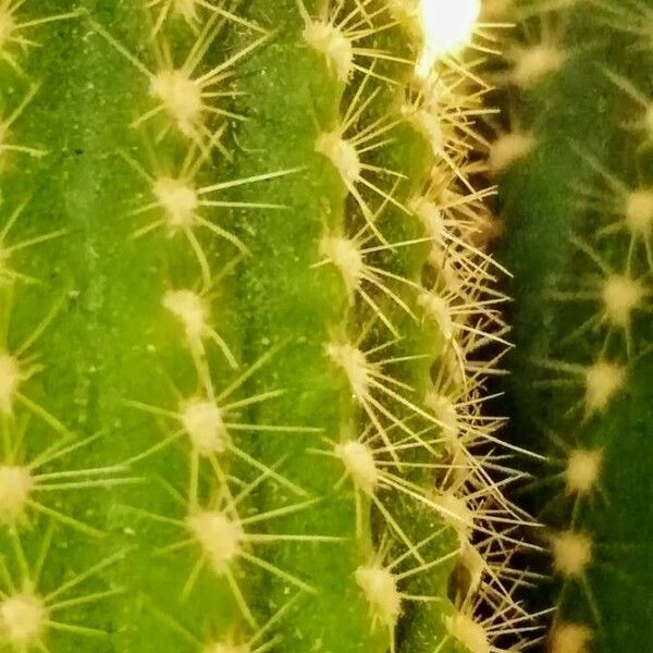 Echinopsis chamaecereus 樹皮