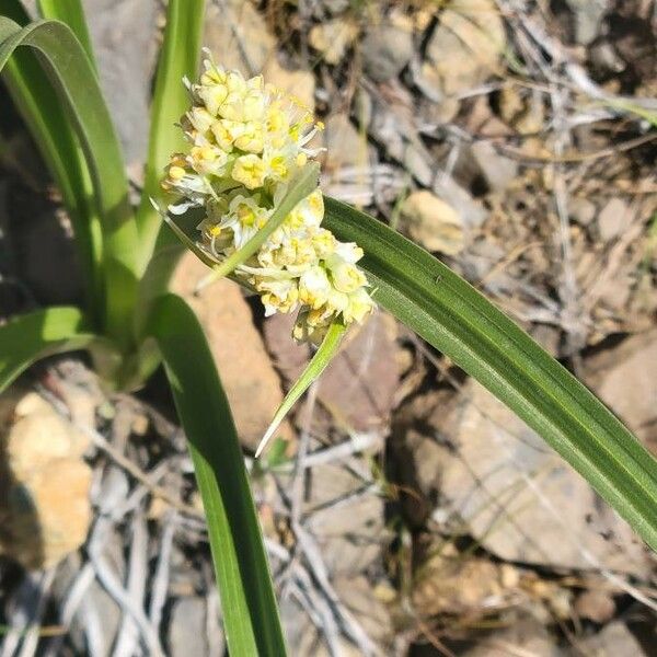 Toxicoscordion paniculatum 花