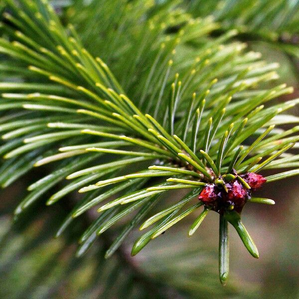 Abies sibirica Leaf