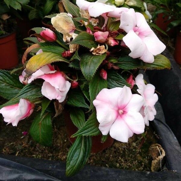 Impatiens walleriana Floro