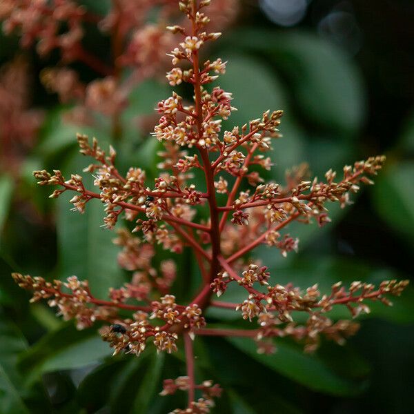 Mangifera indica Blomst