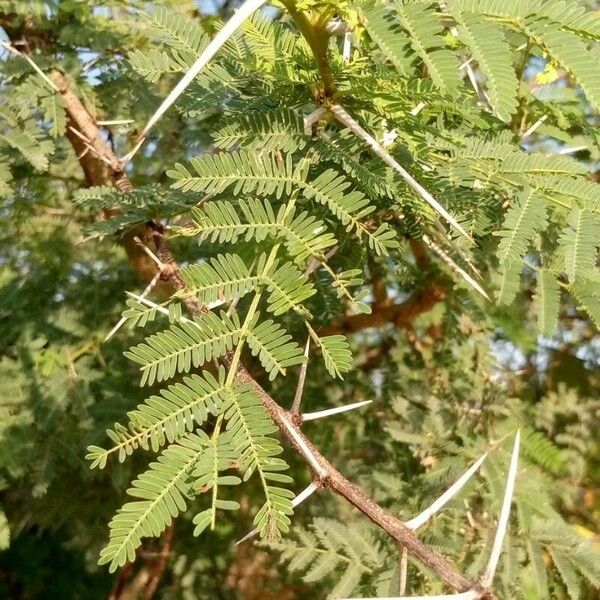 Acacia xanthophloea Feuille