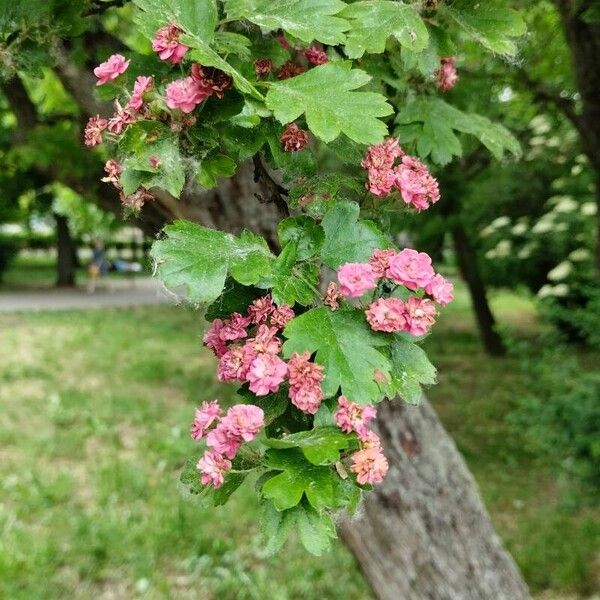 Crataegus laevigata Λουλούδι