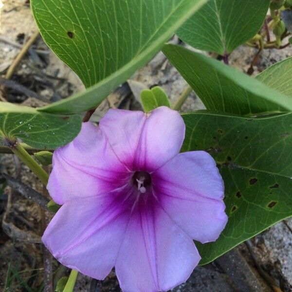 Ipomoea pes-caprae फूल