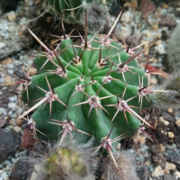 Echinopsis eyriesii Levél