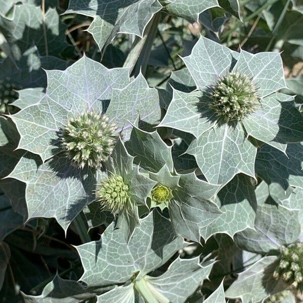 Eryngium maritimum Kukka