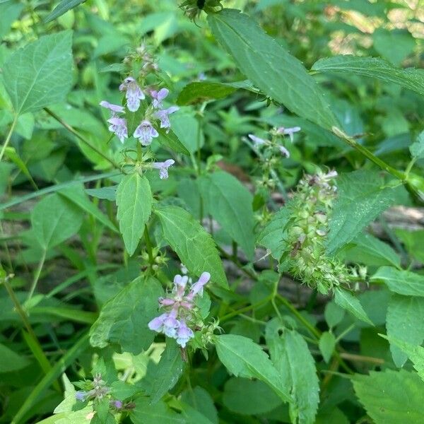 Stachys tenuifolia Kukka