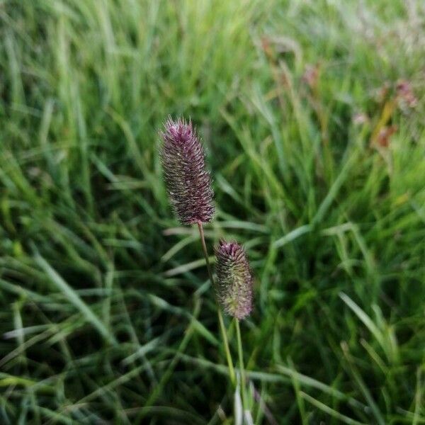 Phleum alpinum Fiore