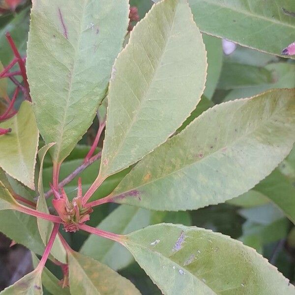 Photinia fraseri ഇല