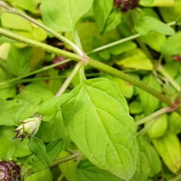 Prunella vulgaris List