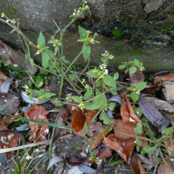 Galinsoga parviflora عادت داشتن