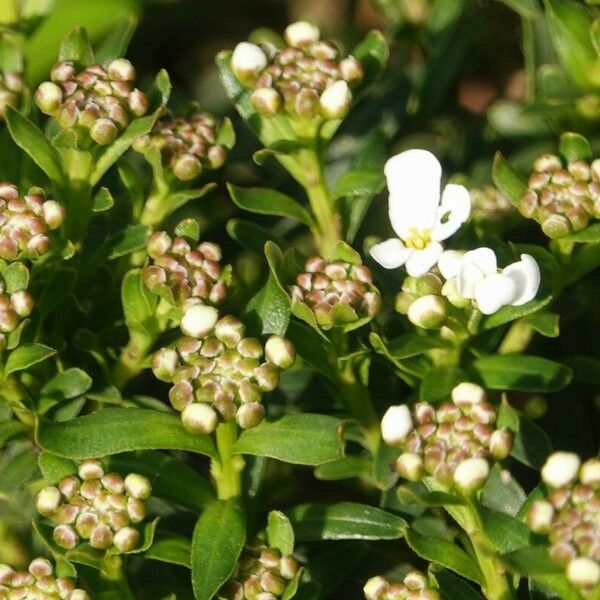 Iberis sempervirens 花