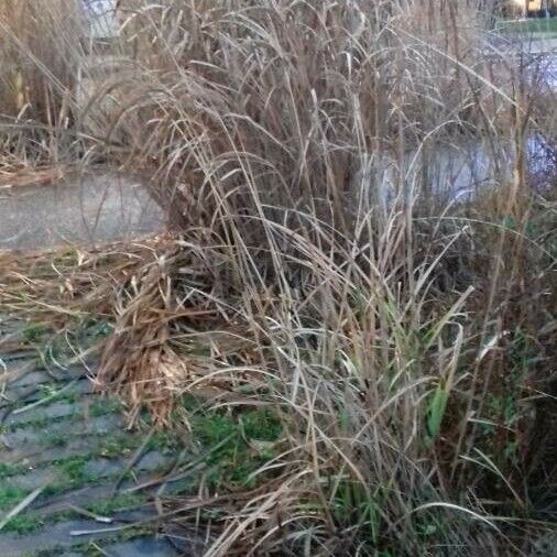 Miscanthus sinensis Habitus