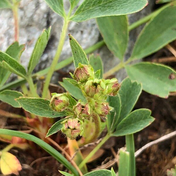 Sibbaldia procumbens Flor