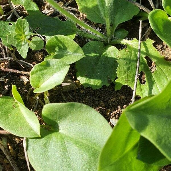 Ranunculus bullatus Leaf
