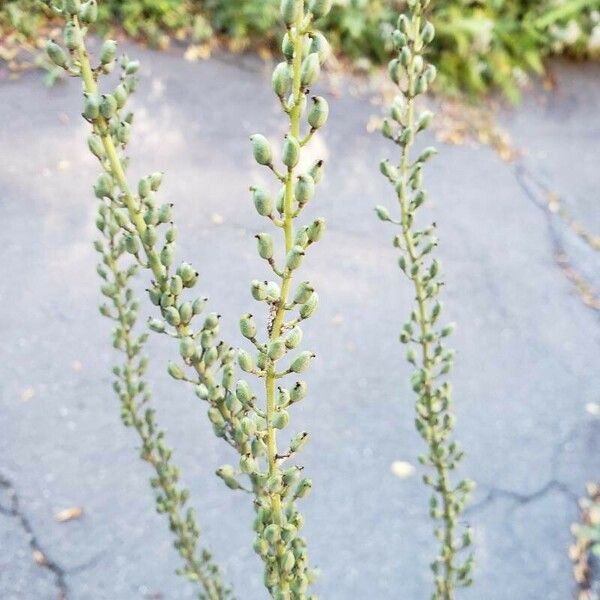 Actaea spicata Плід