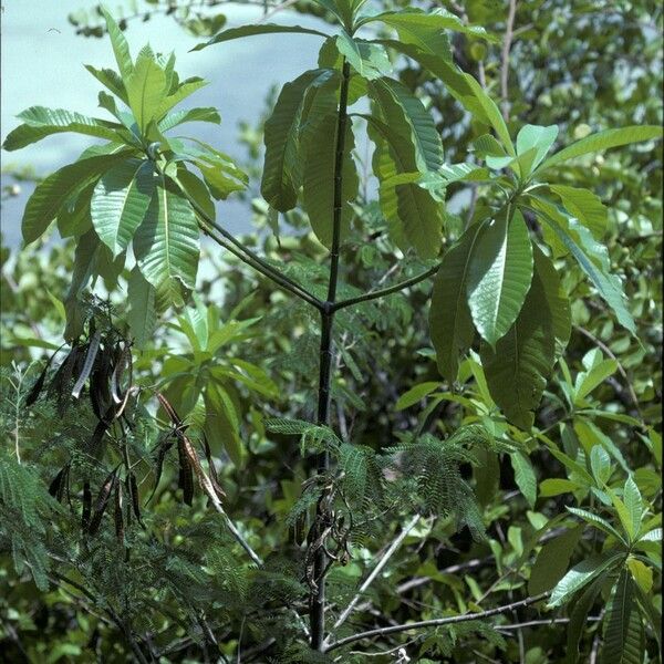 Alstonia macrophylla Habitus