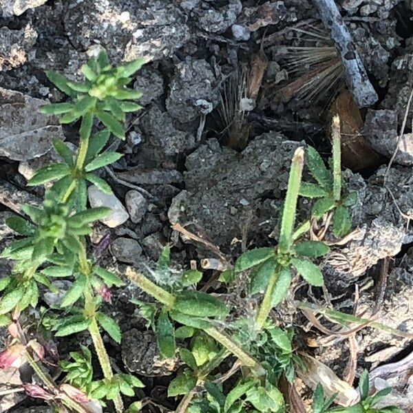 Galium murale Blad