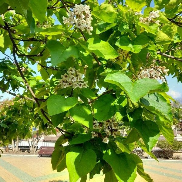 Catalpa ovata Folha