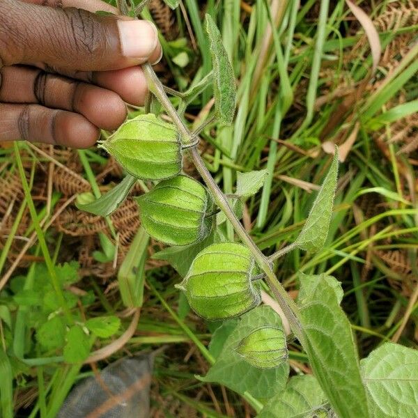 Physalis peruviana Frucht