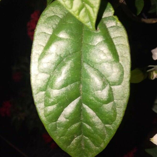 Clerodendrum thomsoniae Leaf