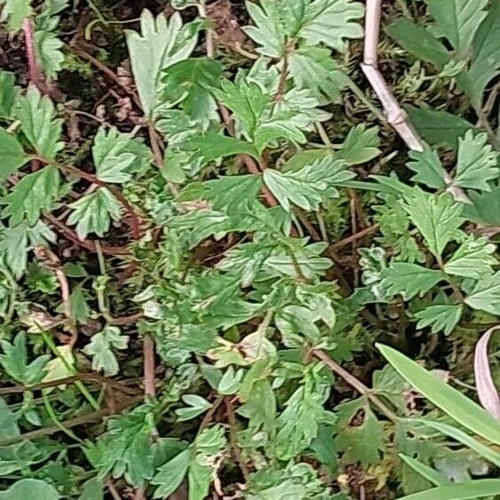 Potentilla supina Leaf