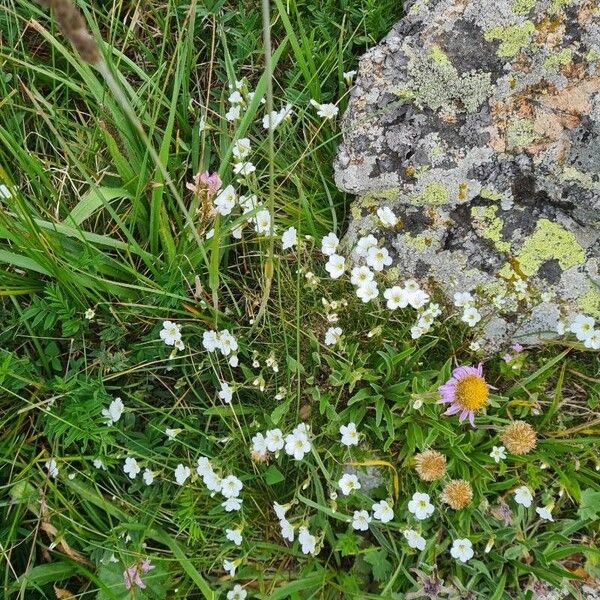 Parnassia palustris Flower