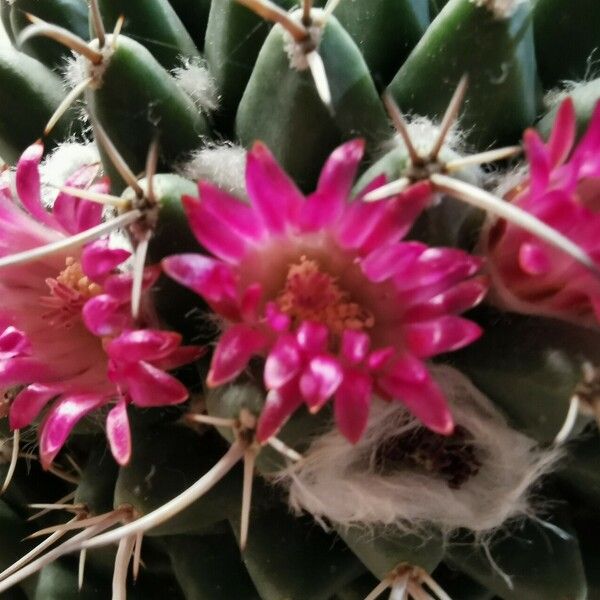 Mammillaria magnimamma Flower