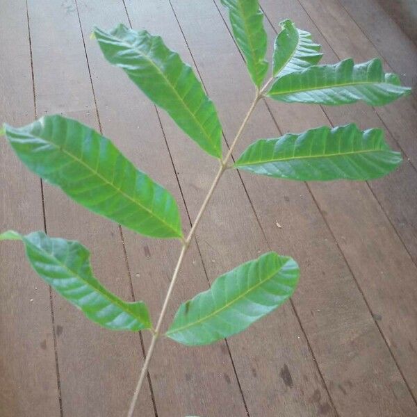 Tapirira obtusa Leaf