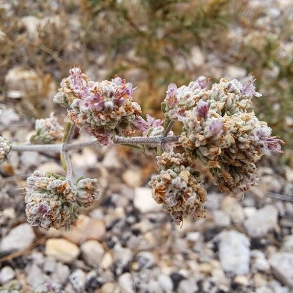 Teucrium capitatum Flor