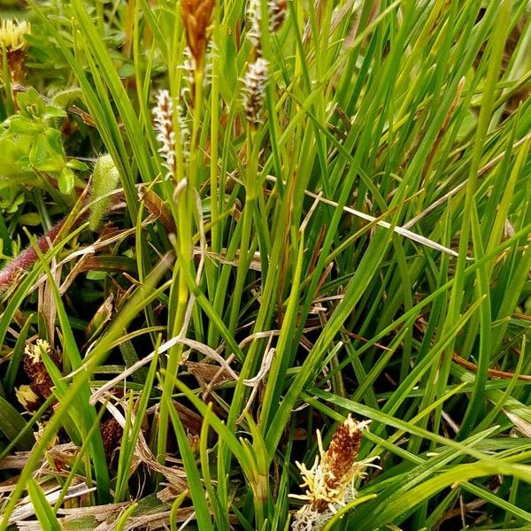 Carex caryophyllea Habit