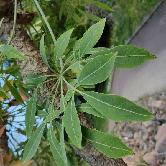 Cussonia paniculata Folha