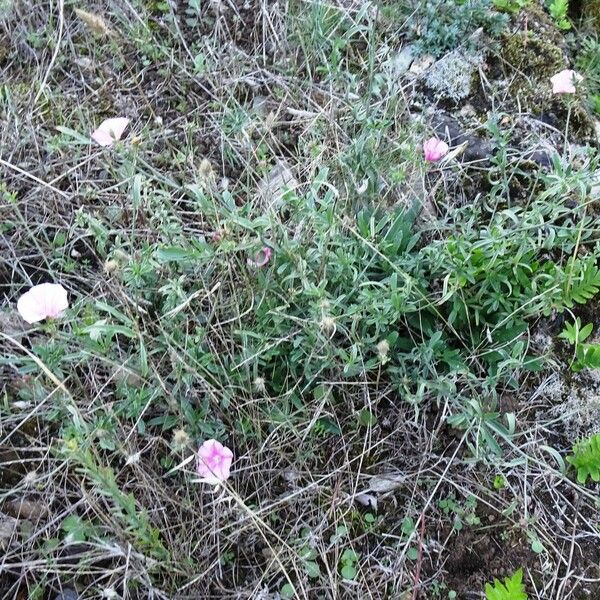 Convolvulus cantabrica Hábito