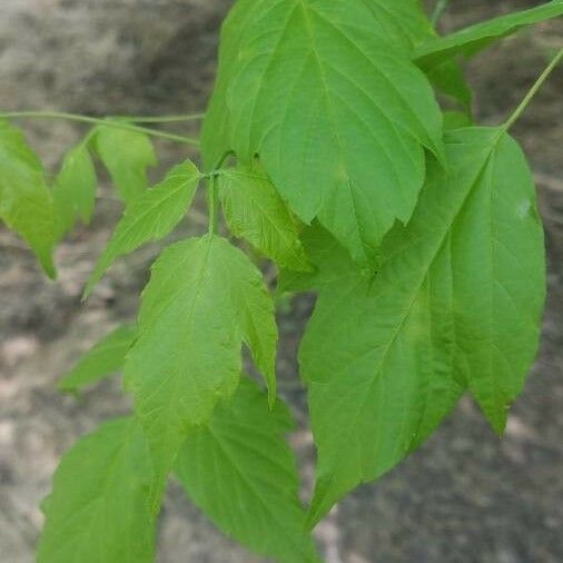 Acer negundo Ліст