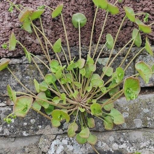 Claytonia perfoliata Vivejo