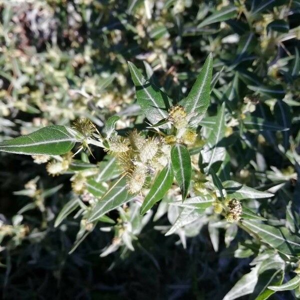 Xanthium spinosum Flower