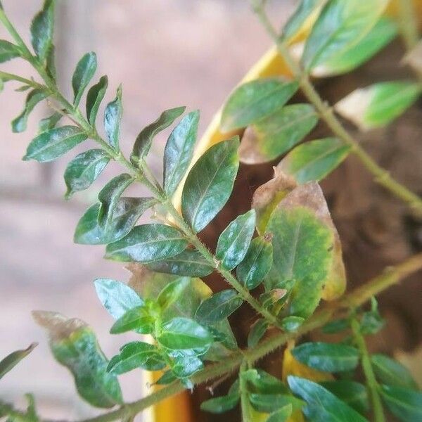 Cuphea hyssopifolia Leaf