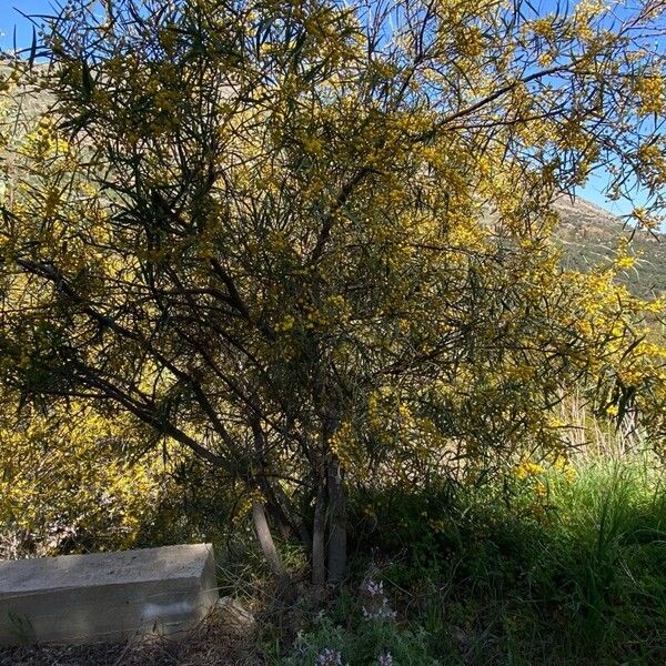 Acacia saligna Plante entière